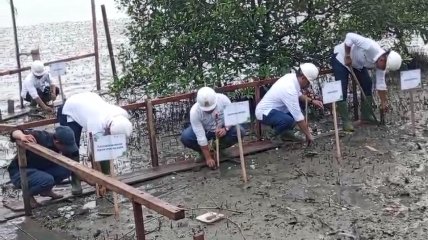 PLNNP UPDK Belawan Tanam 1.000 Pohon Mangrove di Pantai
