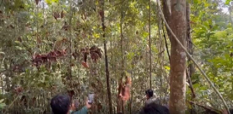 Perbaiki Populasi, "Kriwil" Dilepasliarkan ke Kawasan Hutan Terkaya di Dunia Siranggas