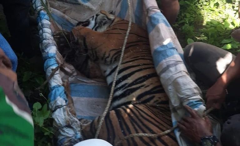 Seekor Harimau Sumatera Terjerat Jebakan Babi Hutan di Simalungun