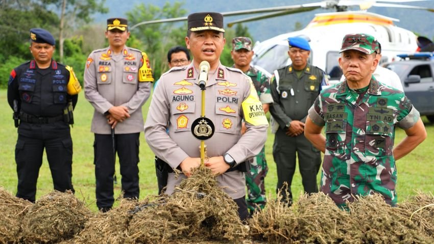 Petugas Menemukan 18 Titik Ladang Ganja di Pedalaman Madina, Luasnya 150 Ha