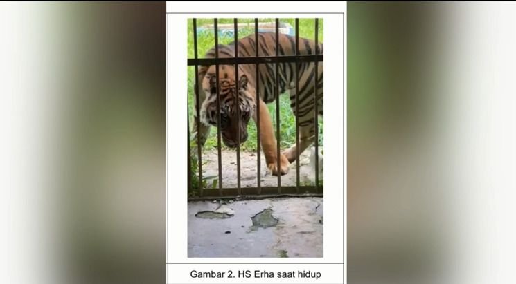 Harimau Sumatera di Kebun Binatang Medan Mati, Diduga Kurang Perawatan