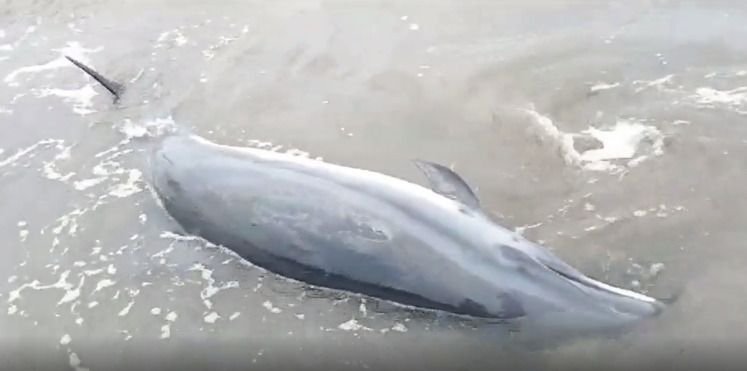 Seekor Lumba-lumba Fraser Terdampar di Pantai Pasir Jambak Padang