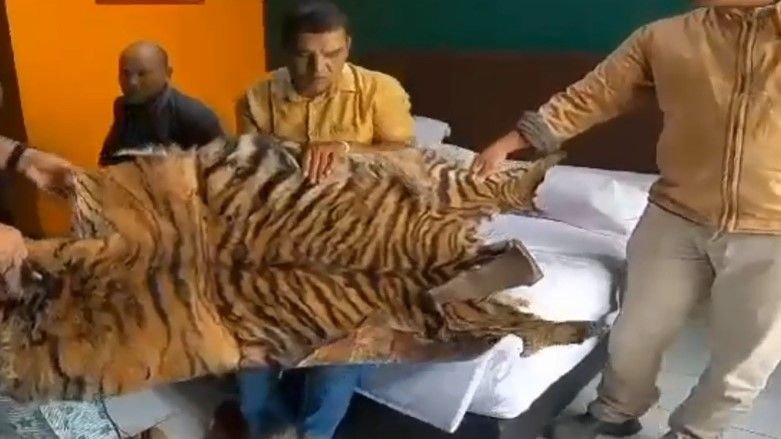 Video Amatir, Polda Sumut OTT Penjual Kulit dan Tulang Harimau