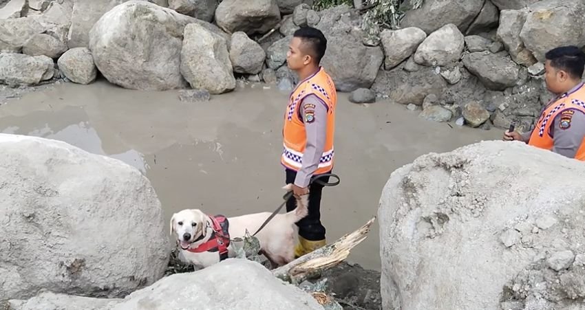 Hari ke 5 Banjir Bandang Humbahas, Anjing Pelacak Terkendala Penciuman