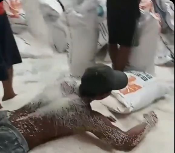 Buruh Lepas BULOG yang Viral Mandi Beras Dipecat