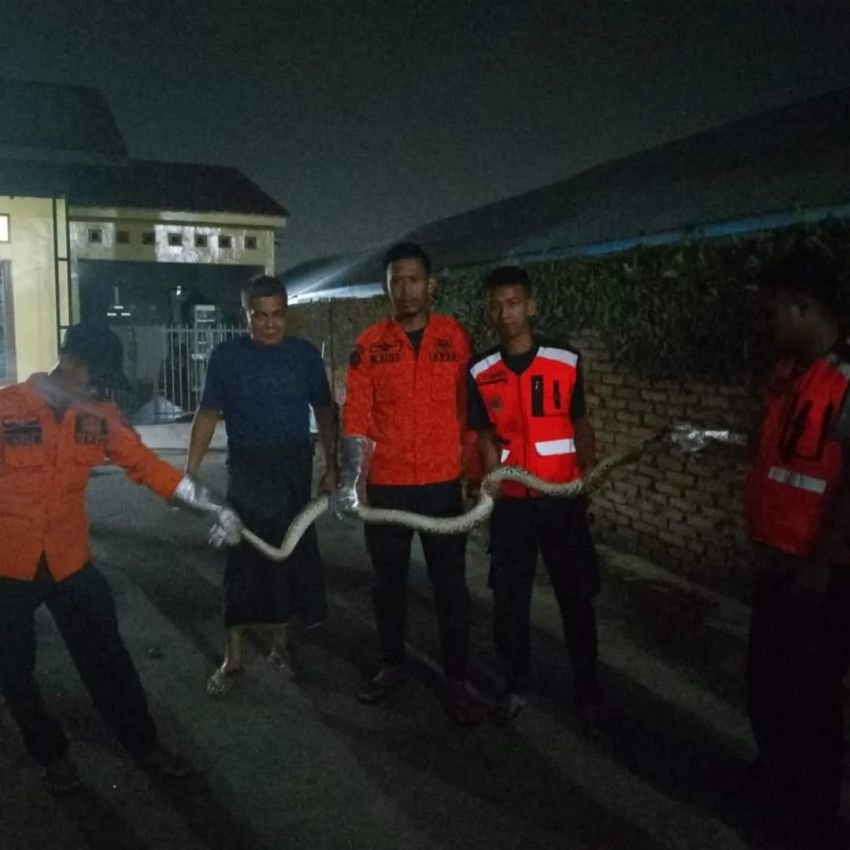 BPBD Binjai Evakuasi Ular Sanca Yang Masuk Rumah Warga