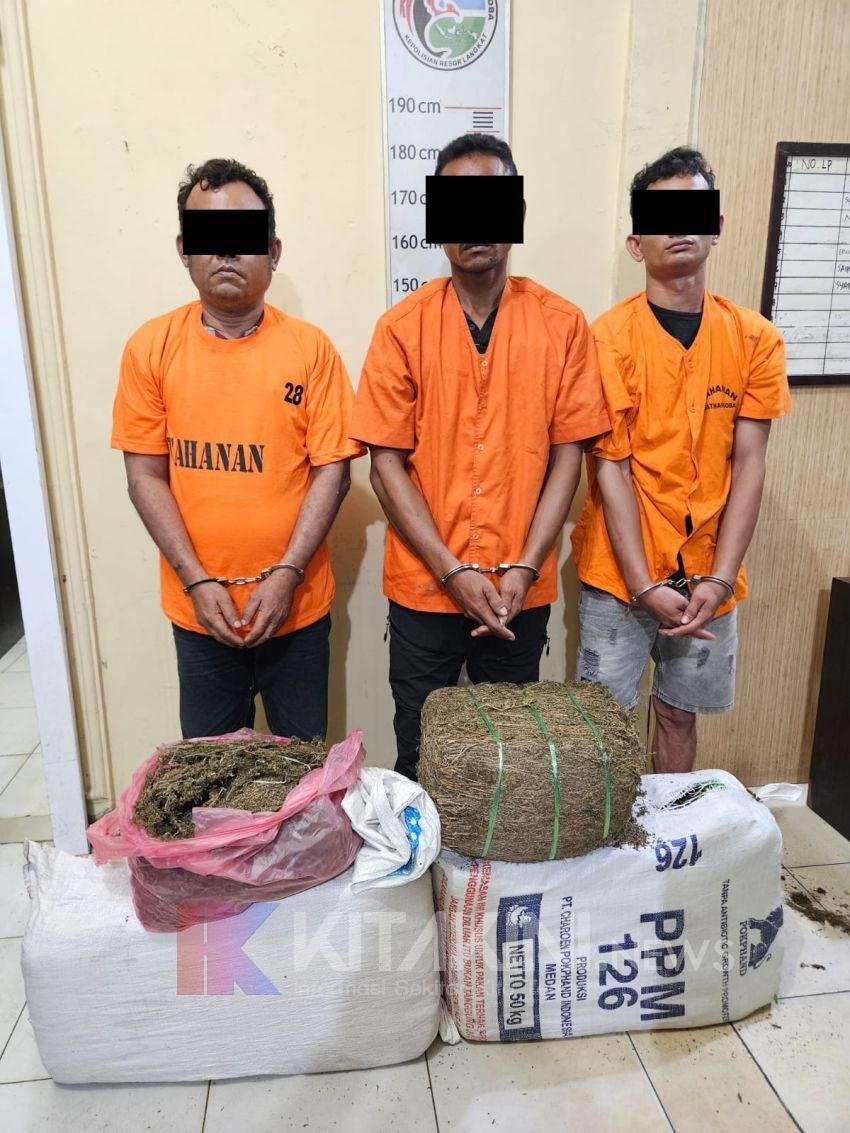 Polres Langkat Ringkus Bandar Ganja 32 Kilogram