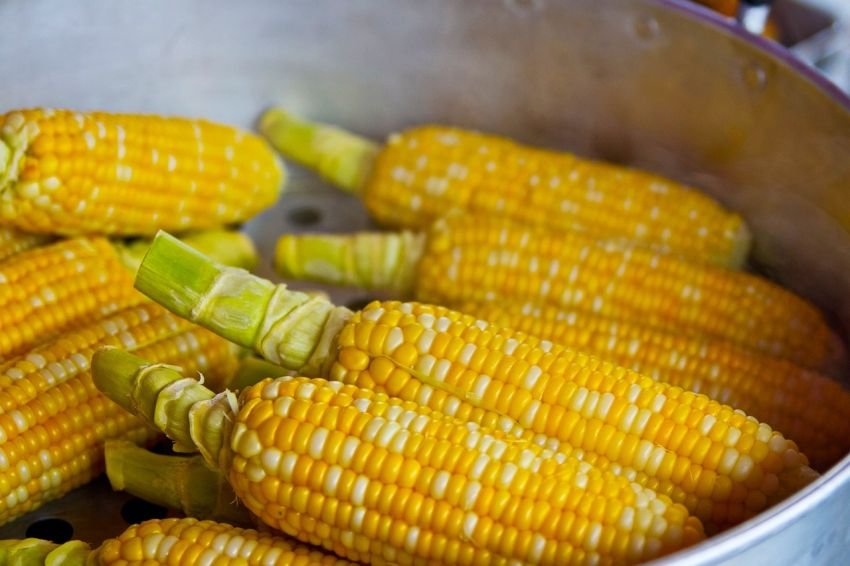 Harga Jagung Naik Picu Kenaikan Harga Pakan