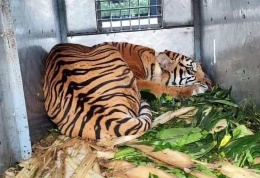 Harimau Sumatera Yang Serang Dua Warga di Langkat Akhirnya Berhasil Ditangkap