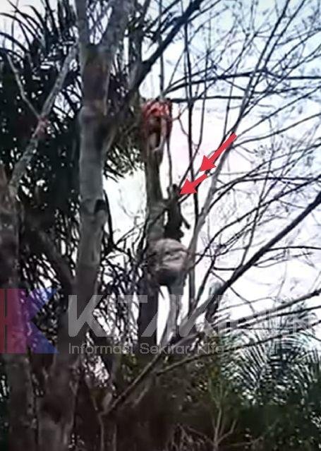 Warga Tapsel Gantung Diri di Kebun Karet Siamporik Lombang