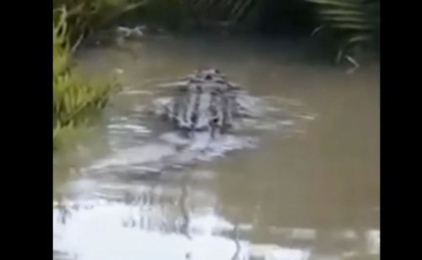 Kemunculan Buaya Muara Berukuran Besar, Petugas Sisir Lokasi