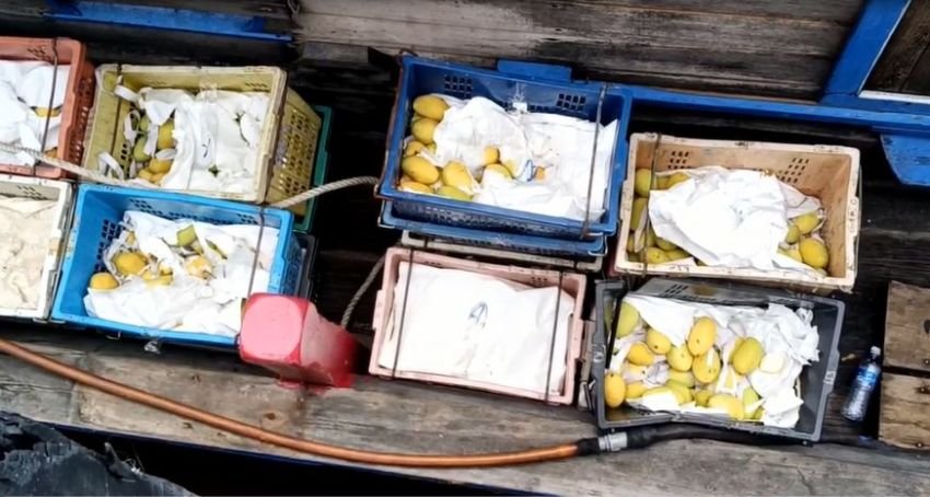 Bea Cukai Dumai Tangkap Dua Kapal Penyelundup Mangga dari Malaysia