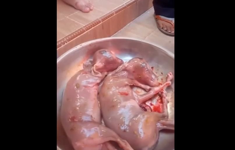 Fenomena Unik Kurban, Warga Temukan Janin dalam Sapi Jantan di Pekanbaru