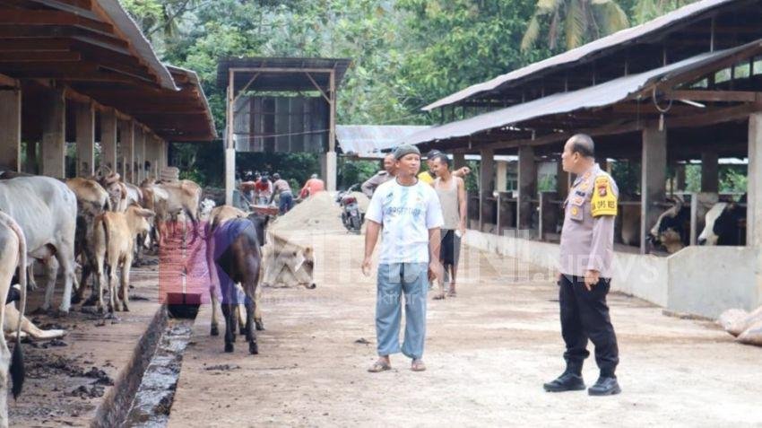 Jelang Idul Adha 1445 H, Kapolres Padangsidimpuan Sambangi Peternak Kurban
