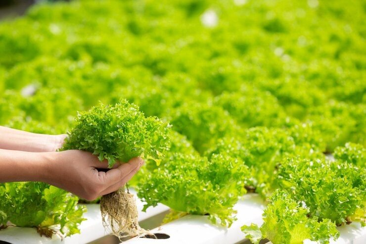 Sumut Jadi Proyek Pengembangan Kawasan Lahan Kering Hortikultura