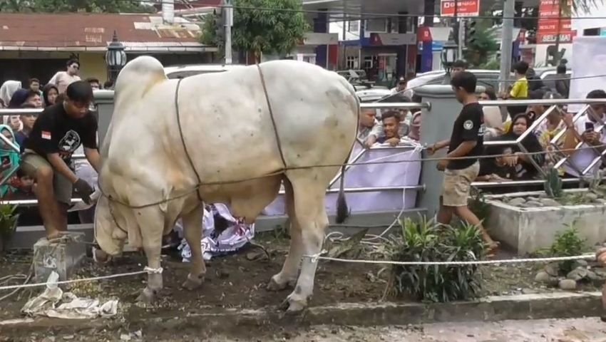 Ada 400 Kupon dari Satu Ekor Lembu Kurban Presiden Jokowi