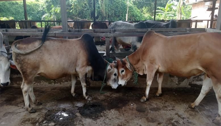 Dinas Ketapang Kota Medan Lakukan Pengawasan ke Pengepul Hewan Kurban