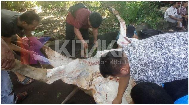 Jurnalis Medan Bekurban di Hari Raya Idul Adha