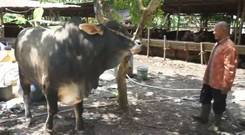 Presiden Sumbang Sapi Bobot 835 Kilogram kepada Warga Pekanbaru