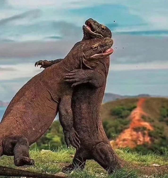 Butuh Istirahat, Tahun Depan Taman Nasional Komodo Tutup