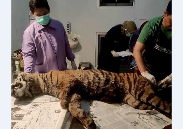 Harimau Sumatera Mati Terjerat di Agam