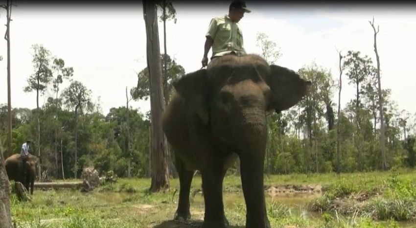 Tingginya Konflik Dengan Manusia, Populias Gajah Sumatera Diambang Kepunahan