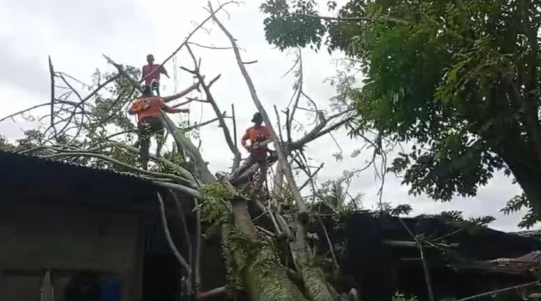 Hujan Deras Disertai Angin Kencang, Pohon Tumbang Rusak Rumah Warga