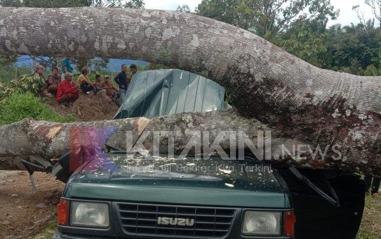 Viral Pohon Timpa Mobil di Langkat, Tiga Orang Tewas di Tempat