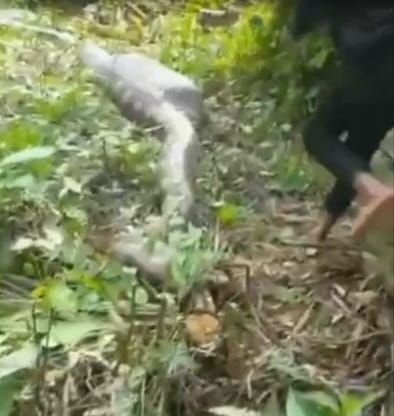 Warga Temukan Ular Piton Sepanjang 11 Meter Usai Mangsa Babi Hutan