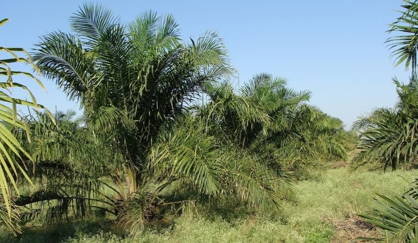 Inflasi Oktober di Sumut: Petani Perkebunan Nikmati Kenaikan NTP