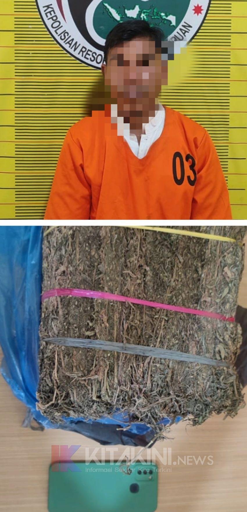 Jelang Nataru, Polres Sidimpuan Gagalkan Peredaran 4 Kg Ganja