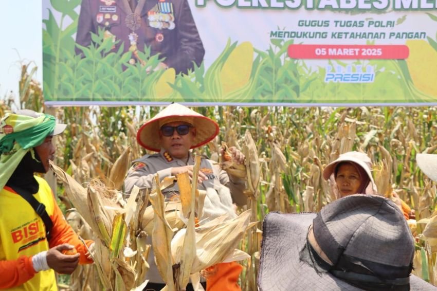 Polrestabes Medan Gelar Panen Raya Jagung Tahap Pertama, Dukung Ketahanan Pangan Masyarakat Sumut