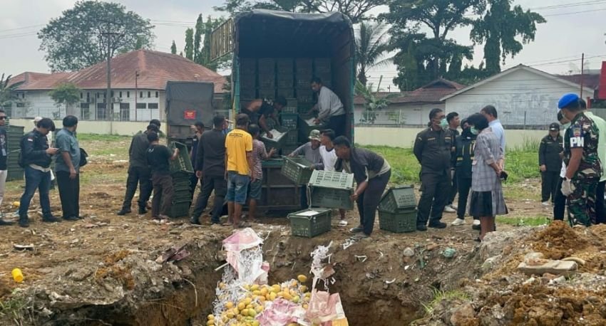 Polda Sumut Gagalkan Distribusi 8 Ton Mangga Ilegal, Dilakukan Pemusnahan