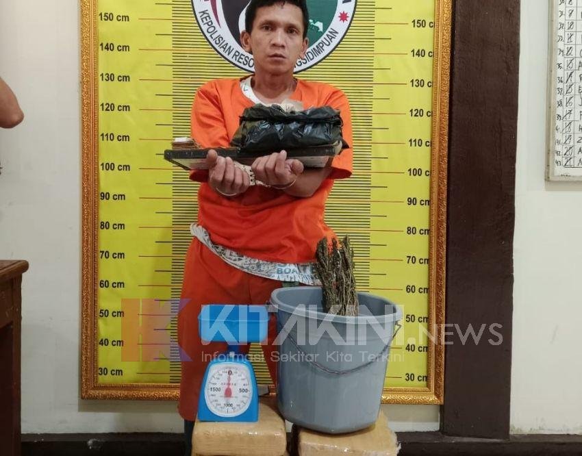 Polres Padangsidimpuan Sita 8,8 Kg Ganja dari Pelaku