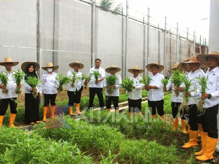 Lapas Binjai Panen Kangkung