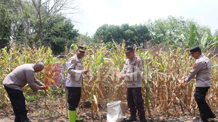 Polres Langkat Panen Raya Jagung