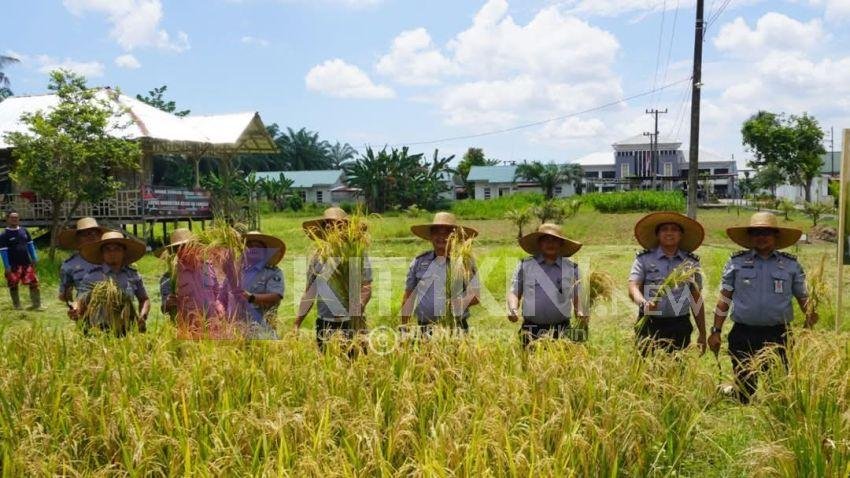 Dukung Ketahanan Pangan, Lapas Narkotika Langkat Panen Padi Kedua