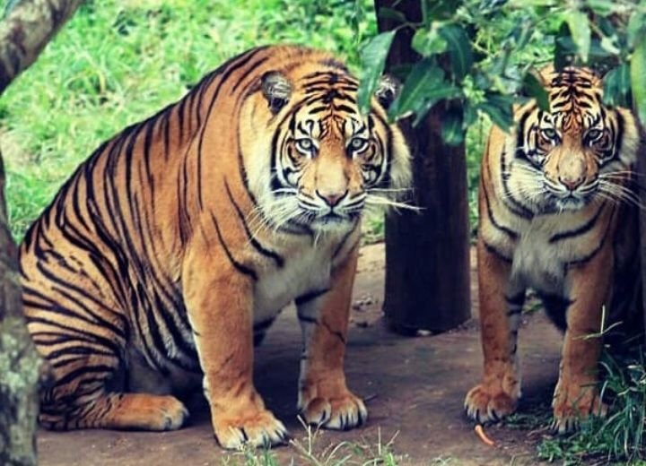 Harimau Sumatera di Kebun Binatang Bukittinggi Makin Ramai