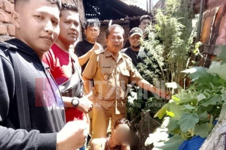 Pria di Desa Purbatua, Padangsidimpuan Tanam Ganja di Pekarangan Rumah