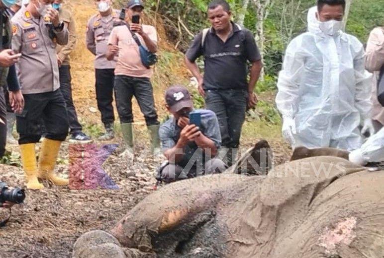 Seekor Gajah Jantan Ditemukan Mati di Besitang
