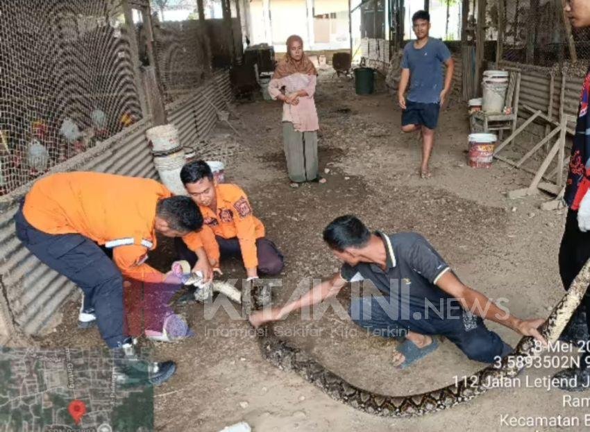 Masuk Kandang Ayam, Seekor Ular Piton Hebohkan Warga Binjai