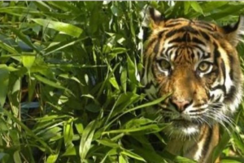 Harimau Sumatera Masuk Kebun Karet Warga di Udun Jae Sidimpuan