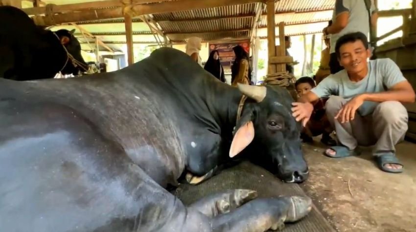 Sapi &ldquo;Bagong&rdquo; Terpilih Jadi Hewan Kurban Presiden di Pekanbaru