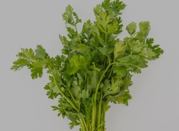 Jaga Ginjal dengan Daun Sop, Caranya Mudah