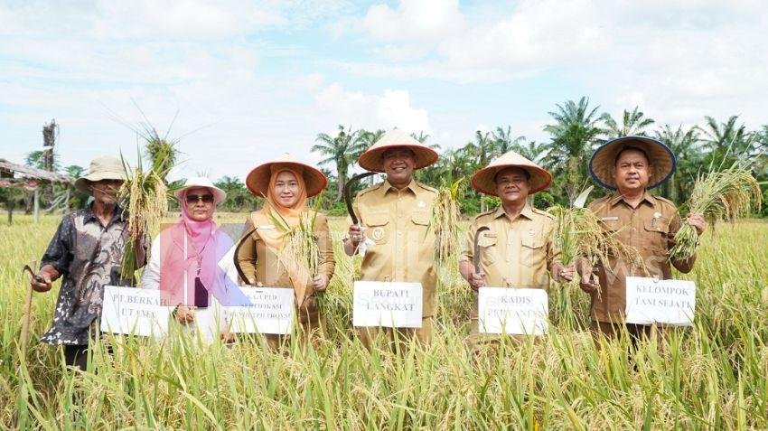 Bupati Dorong Kemandirian Benih Padi di Langkat, Panen Inpari 33 Sukses