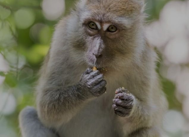 Beda dengan Kopi Luwak, Cobalah Kopi Monyet