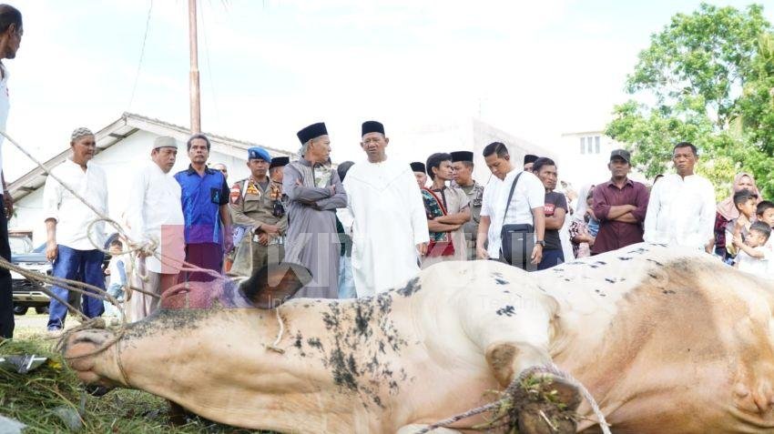 Bupati Syah Afandin sumbang 12 Sapi Kurban