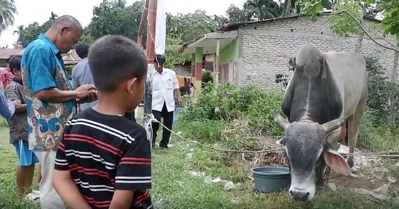 Warga Dairi Terima Sapi Kurban Berbobot 870 Kilogram dari Presiden Prabowo