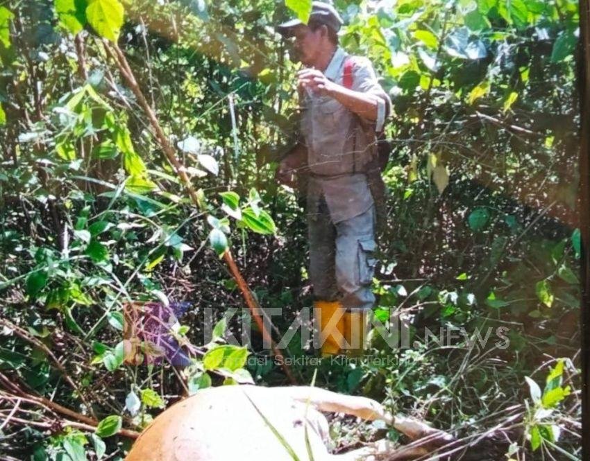 Lagi!! Lembu Warga Langkat Dimangsa Harimau, Total 4 ekor