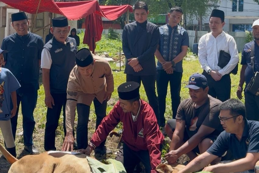 DPW Partai Nasdem Sumut Sembelih 3 Hewan Kurban